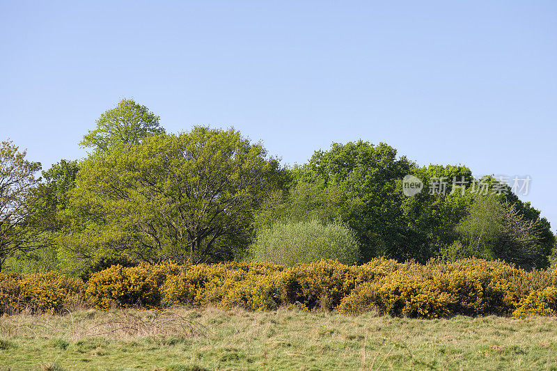 树天空线treescape Mitcham Common